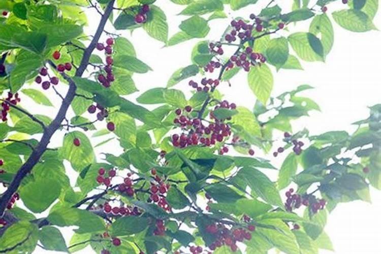 樱桃结果期冲施什么肥料好？樱桃膨大期追施用的肥料？