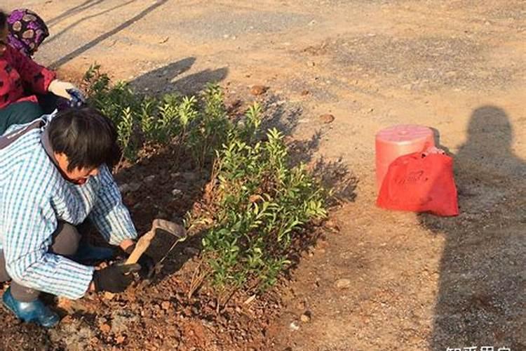 绿化树木为什么要冬季施肥