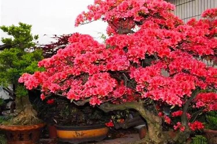 杜鹃花什么时候施肥