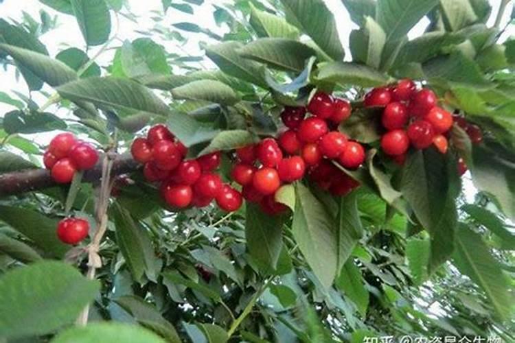 樱桃保花保果喷什么叶面肥结果多？樱桃膨果期用什么复合肥好？