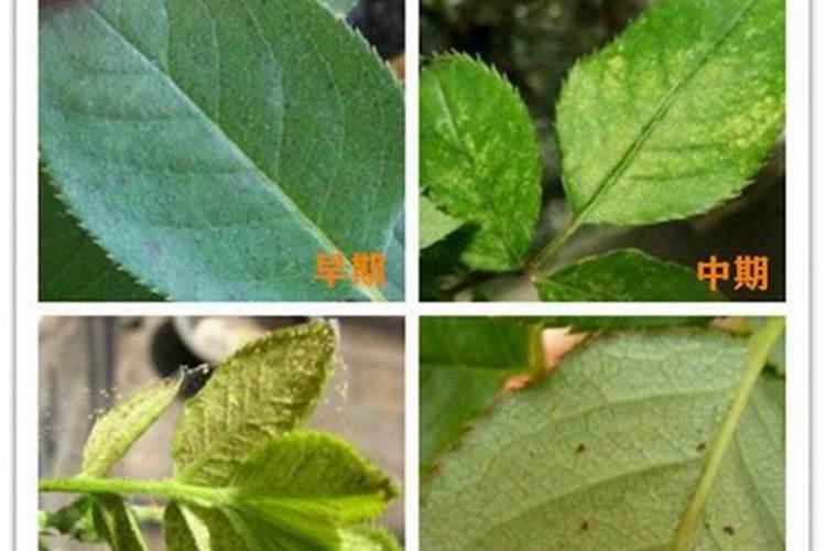 ...现在打点磷钾型叶面肥加红蜘蛛的药是否可以急