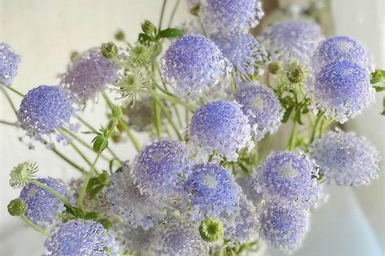 葡萄补钙最佳时间(给葡萄补钙季节什么钙肥最好)