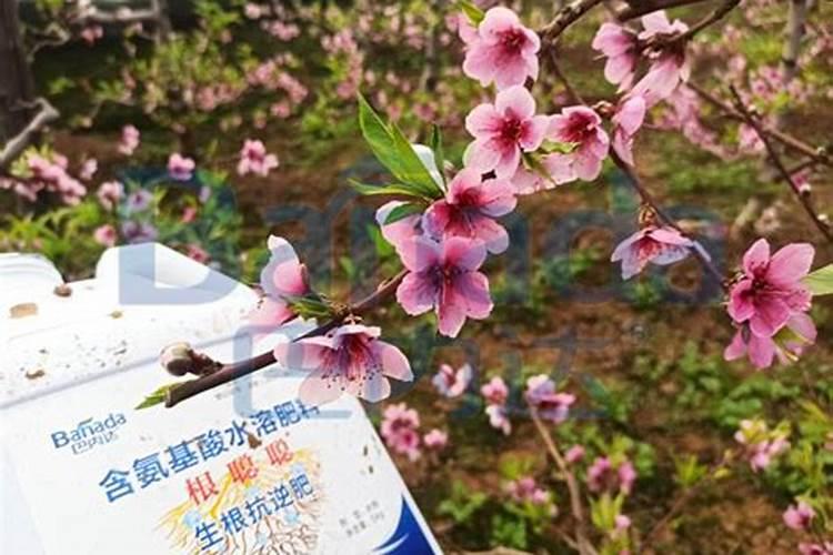 促进开花的肥料 促开花需什么肥