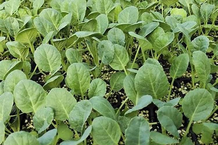 鲁沙梨福建可以种植吗？