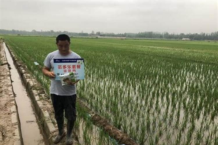 水稻三遍药具体什么时间施药
