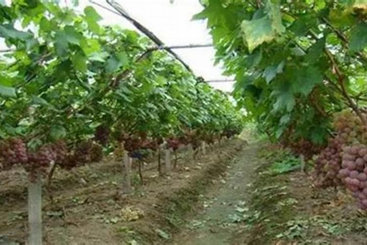 农大叶动力含腐植酸水溶肥可以兑水浇花吗