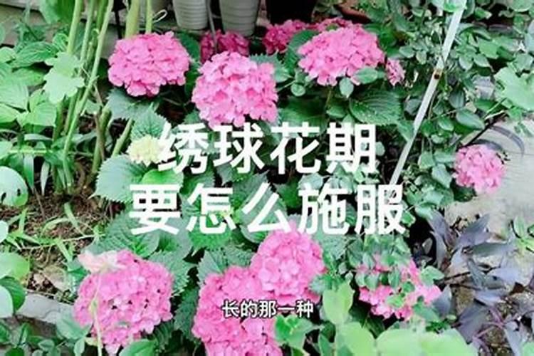 绣球花施什么肥