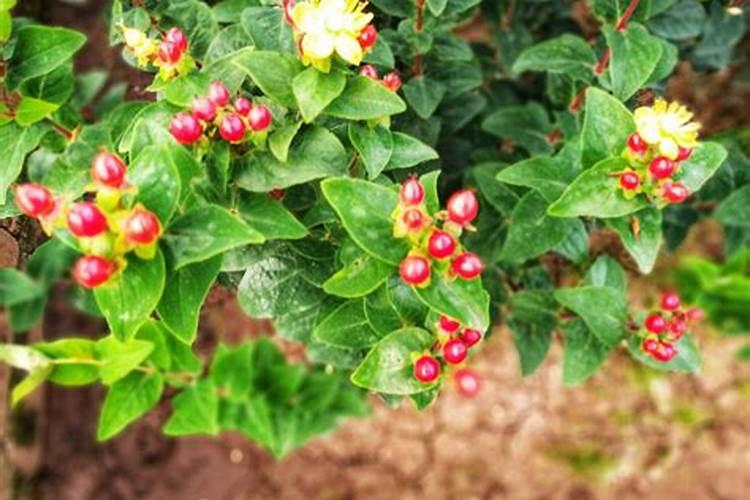 火龙珠盆栽怎样浇水施肥