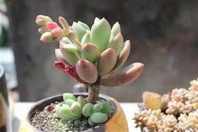 玫瑰花怎么施肥,玫瑰花施氮磷钾肥最为合适