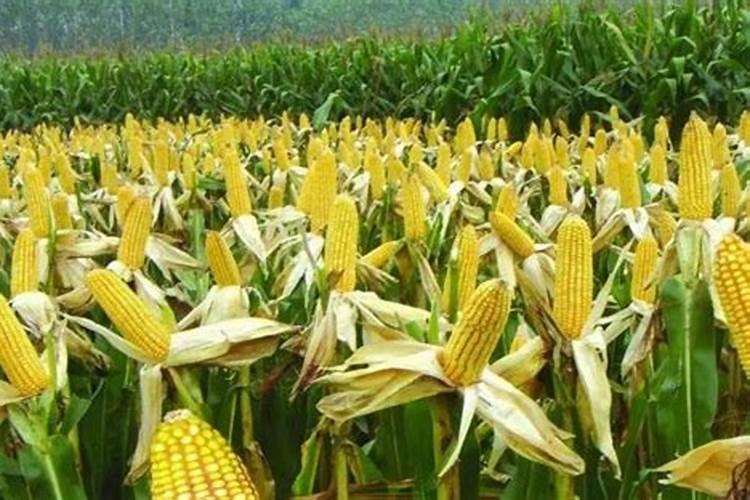 玉米什么时候追肥合适？玉米追肥方法及注意事项!