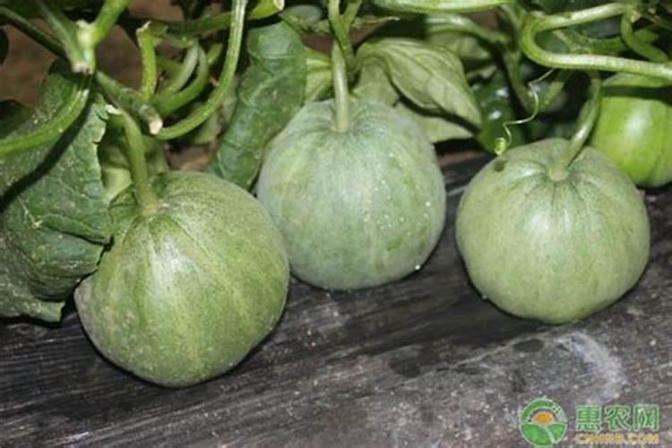 复合氮肥可以提前两天撒吗