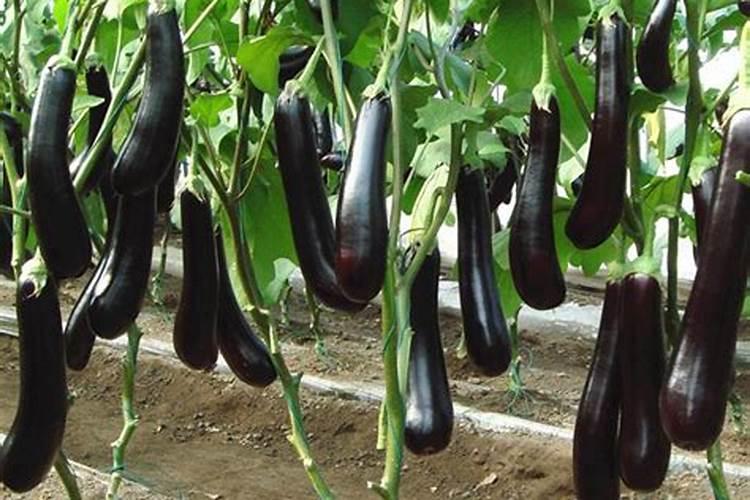 茄子用什么肥料上色好？茄子用什么肥料产量高？茄子用什么水溶肥好？