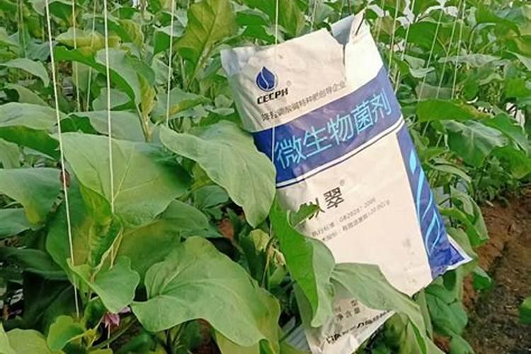 如何辨别水溶肥料的好坏