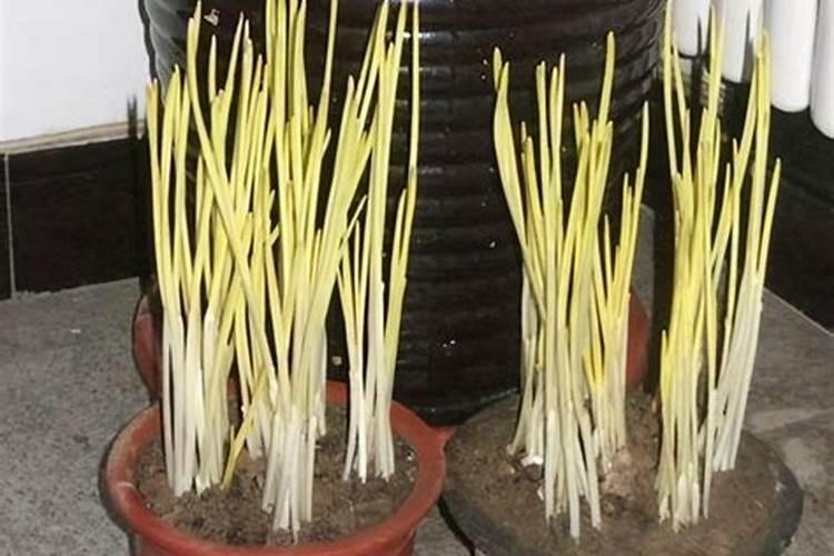 大蒜抽苔期可以冲施矿源黄腐酸钾吗？