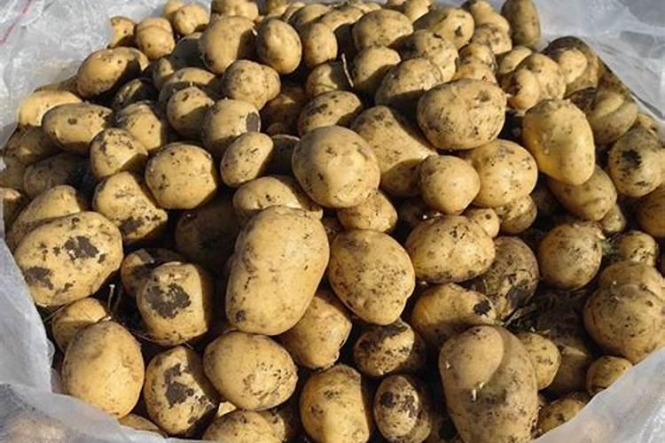土豆根茎块膨大素有哪些？土豆用什么肥料可以根茎块膨大？