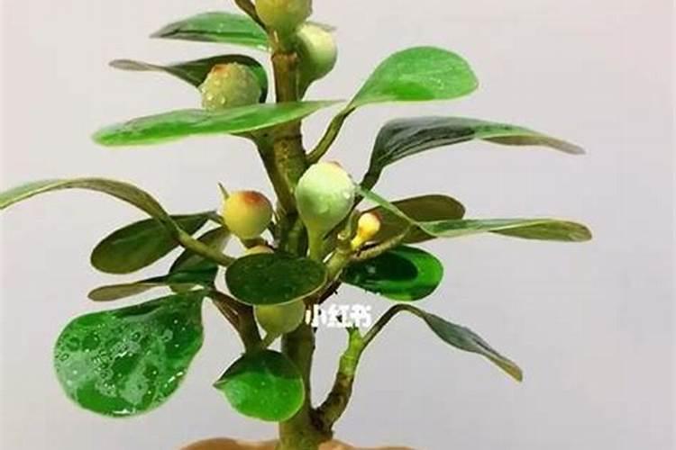 绿萝冬天会冻死吗 冬季温度低会不会冻死