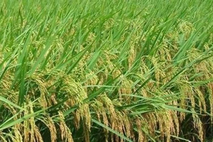 茶花夏季如何管理