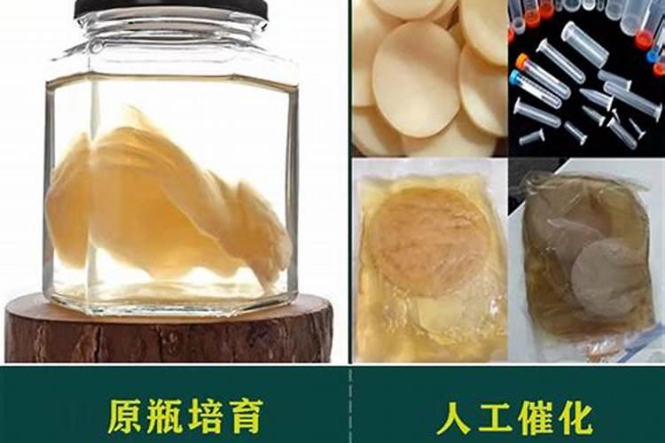鱼蛋白的作用和功效是什么？