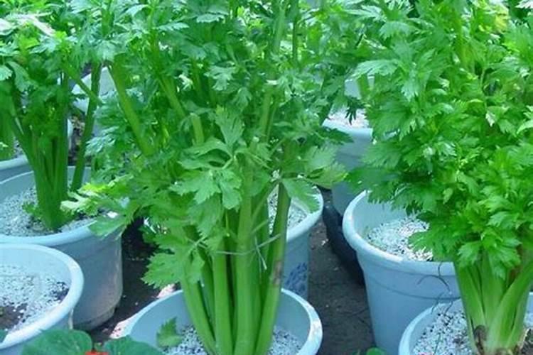 种芹菜怎么用肥才长得快 种芹菜如何用肥才长得快