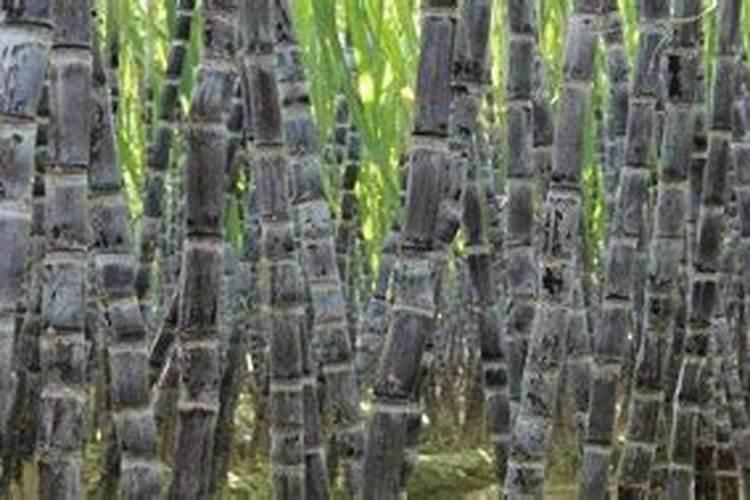 火龙果种植技术中的肥料问题
