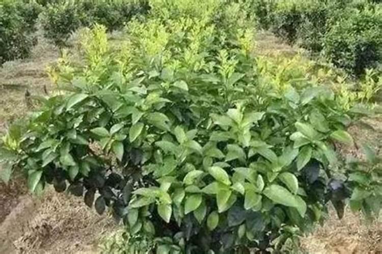 核桃树结果期需要喷施哪些农药