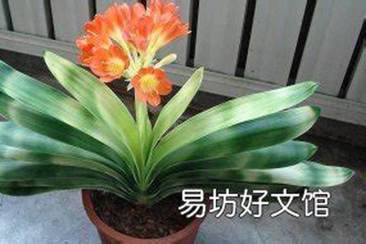 君子兰怎样浇水施肥