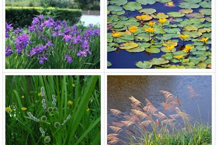 种植猕猴桃缺氮的危害症状!猕猴桃缺氧的防治措施!