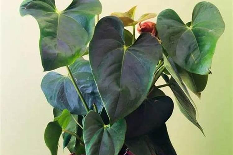 如何给红掌施肥与浇水