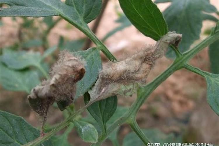 莴笋的霜霉病灰霉病怎样防治