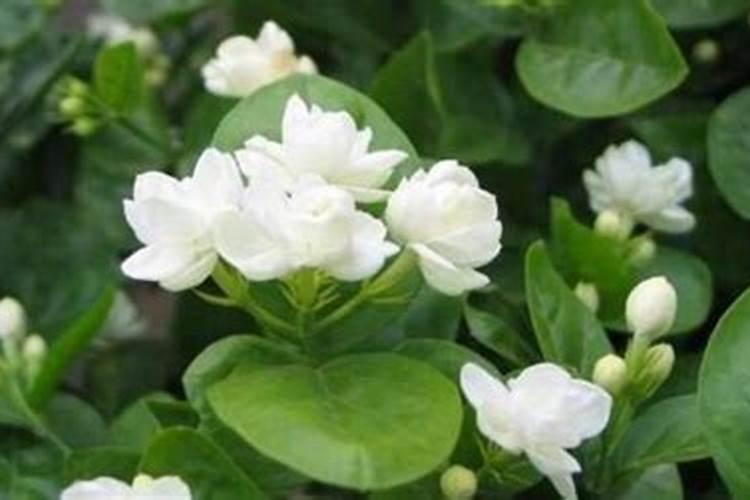 茉莉花多久施一次肥