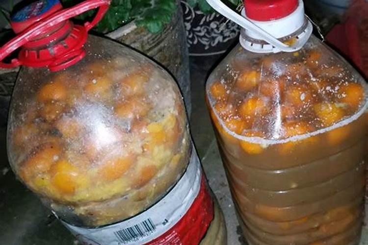 烂桔子怎么发酵做肥料