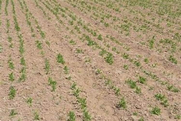 这是什么植物呀？