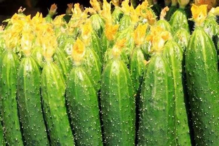 天冷了,温室大棚黄瓜喷什么叶面肥使瓜秧根发的快？