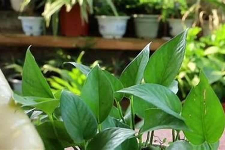 盆栽花卉的底肥怎么施