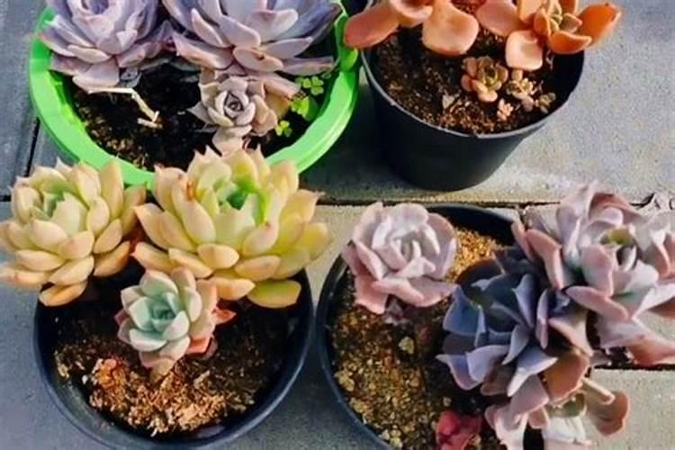 幸福树栽培需要注意什么？