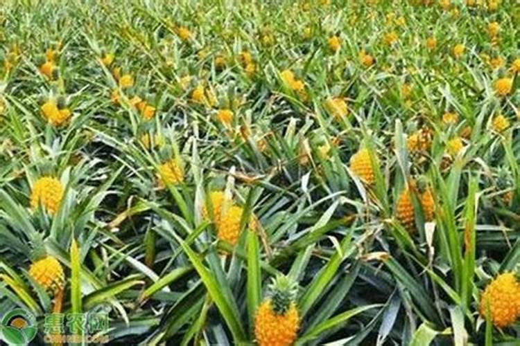 种小葱用什么肥料最好