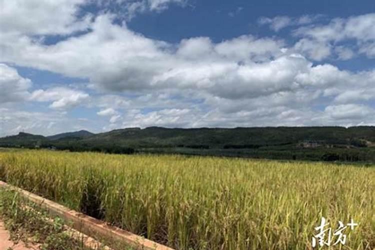 夏播玉米追肥用什么肥料最好