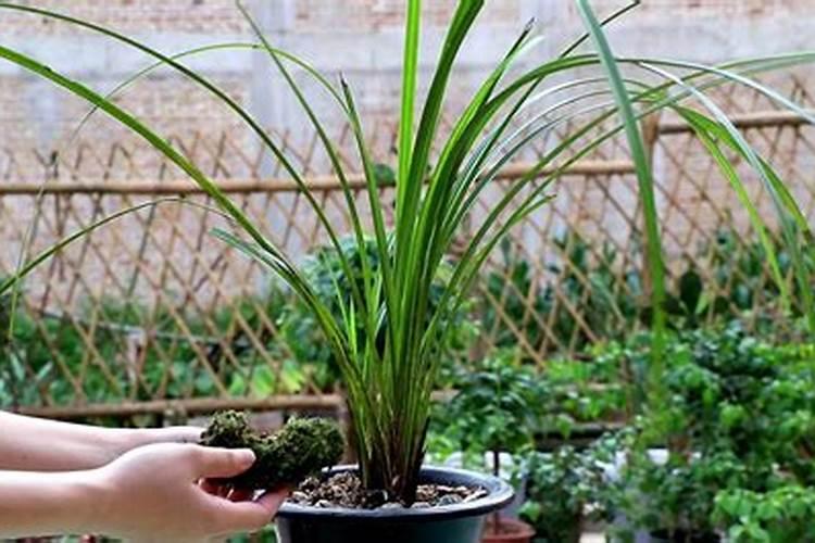 兰花施什么肥好