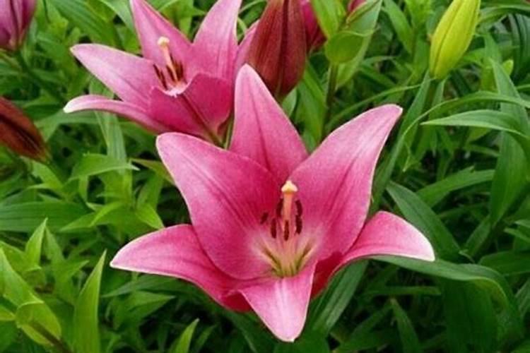 百合花需要什么肥料最好