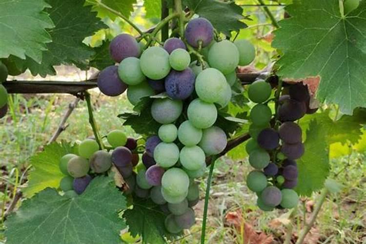 稀磷酸钾叶面肥上色效果好吗