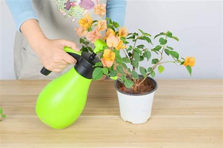 花期三角梅怎么养