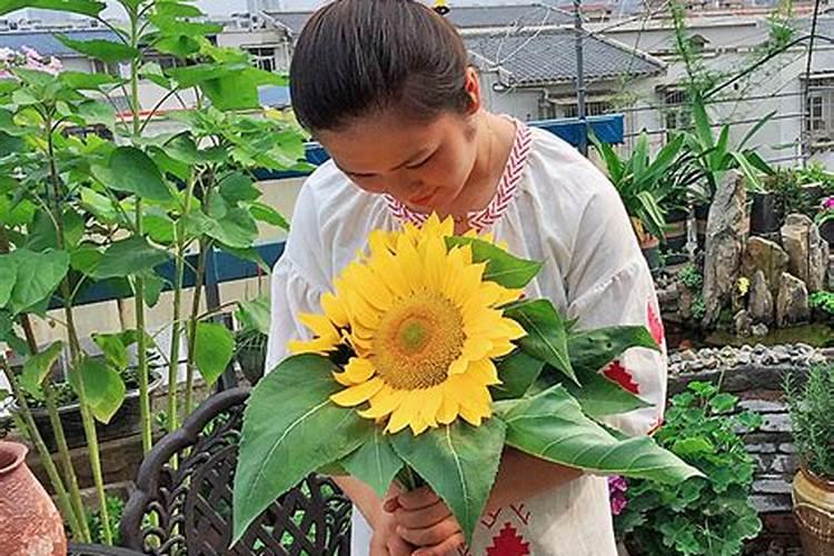 向日葵的特性特点