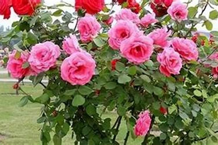 月季花怎么施肥 月季花施什么肥好