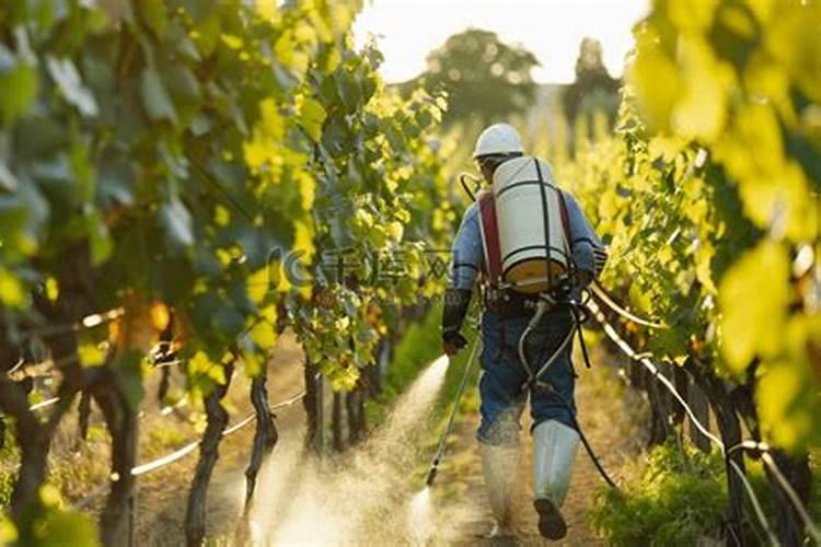 葡萄什么时候喷施叶面肥,喷什么肥,方法是什么？