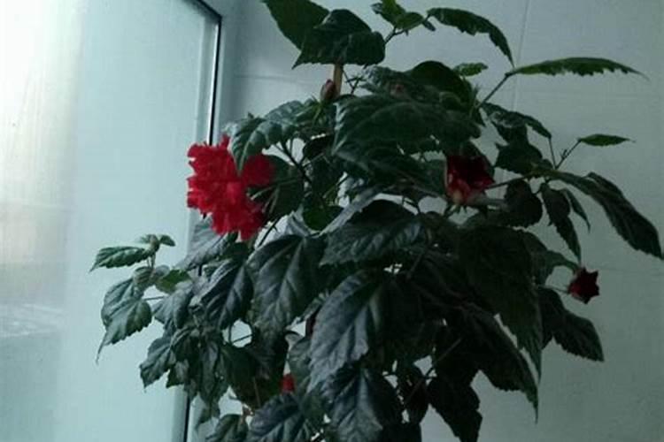 木菊怎么养才能开花