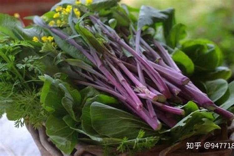 红菜苔病虫害该怎样防治呢？