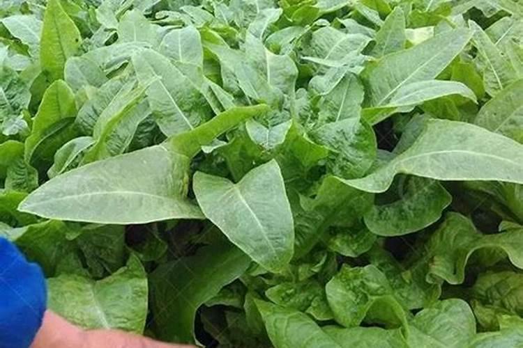 莴笋三月份施啥化肥吗长的快？