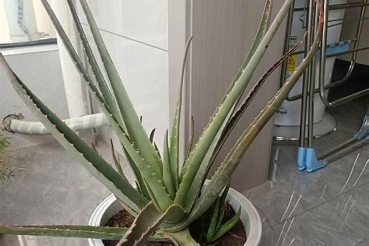 芦荟需要什么肥料养的好