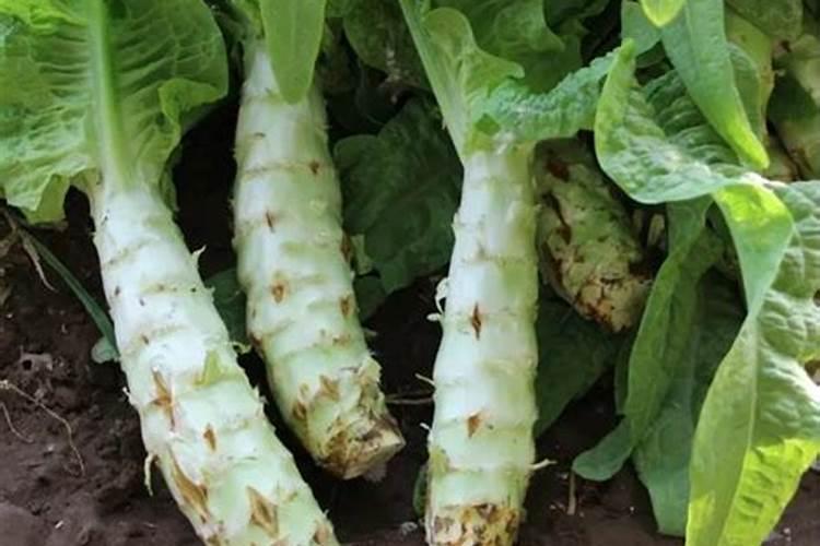莴笋如何种植实现高产？莴笋种植该注意哪些问题呢？