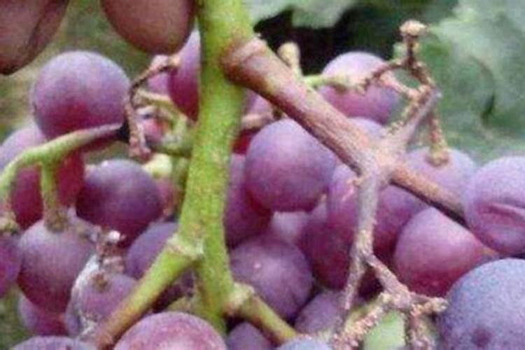 葡萄果穗拉花、保果、无核、保鲜处理详解!